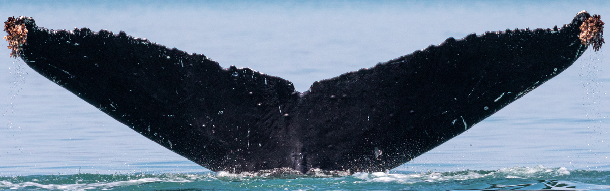 Fluke of Bullethole (Juneau)