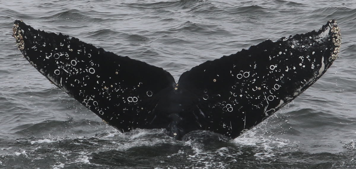Fluke of Blues aka Lumpy (2018-2019 calf of Jazz)