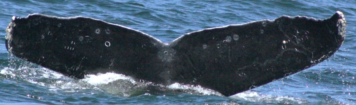 Fluke of Hunchback humpback (Monterey Bay)