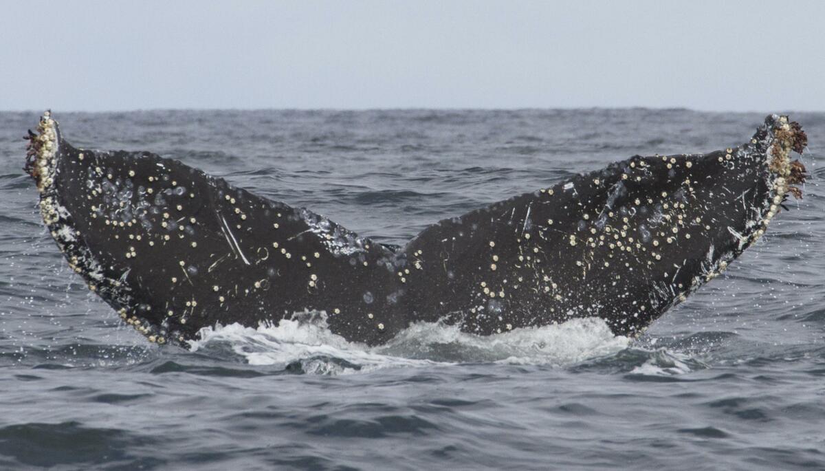 Fluke of Smudge (California)