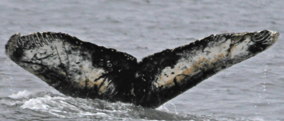 Fluke of BTBEL-Mn_02_051
