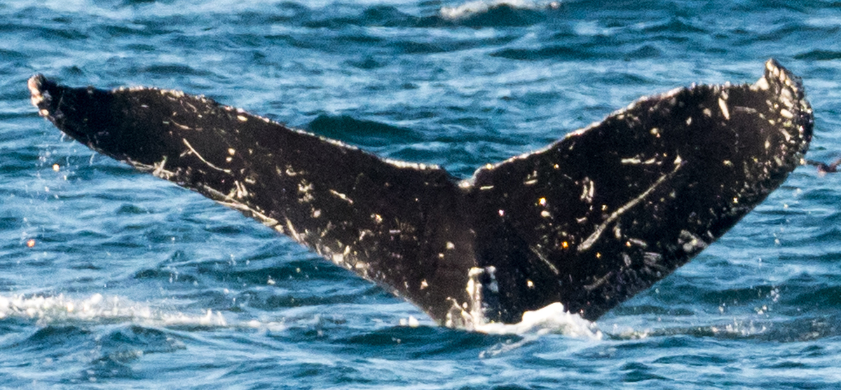 Fluke of HW-MN0300594