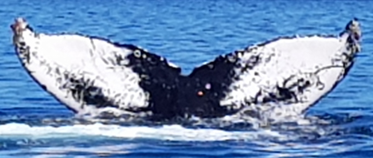 Fluke of HW-MN0420504