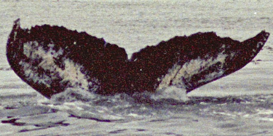 Fluke of Skeksis (Northern BC) aka Jupiter (NCCS)