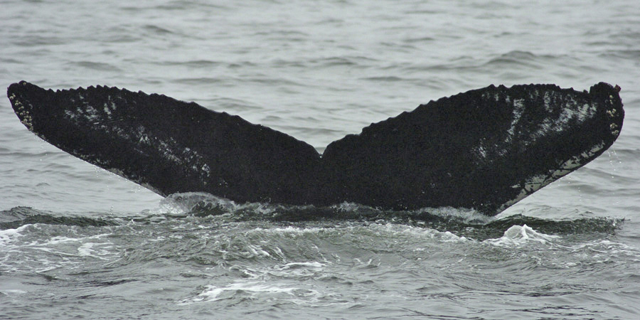 Fluke of Kobresia (FS)