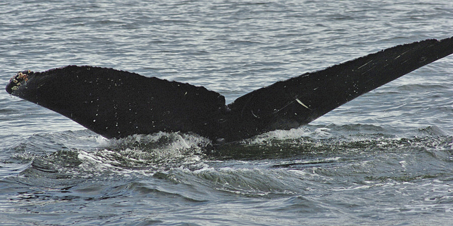 Fluke of Kalohe (FS)