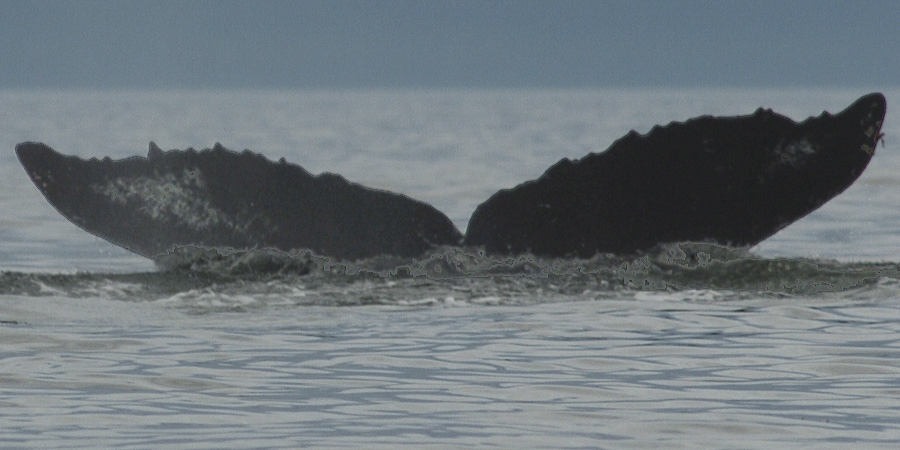 Fluke of DBC (Alaska)