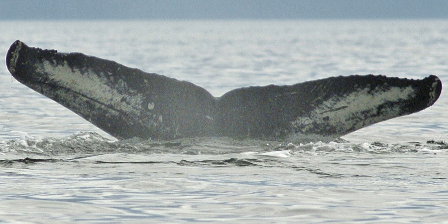 Fluke of Udvarty (FS)