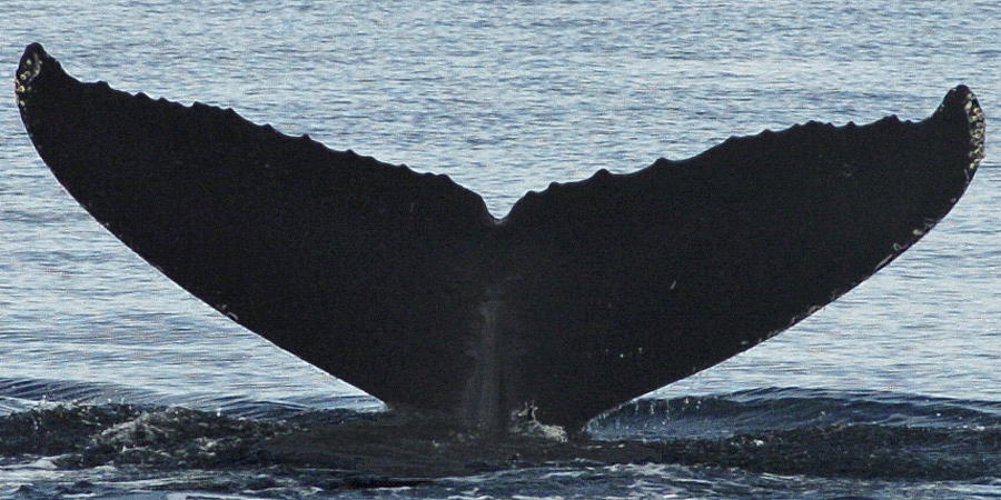 Fluke of SEAK-UASE-JAN-20050719-064