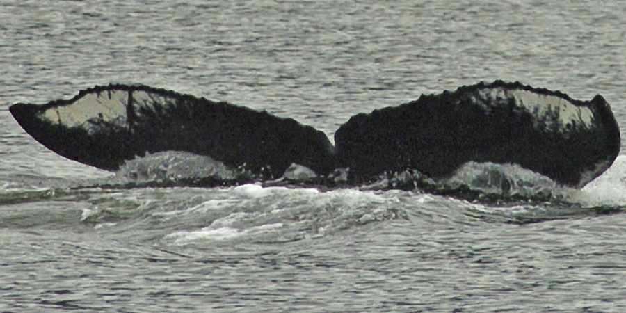 Fluke of SEAK-1655