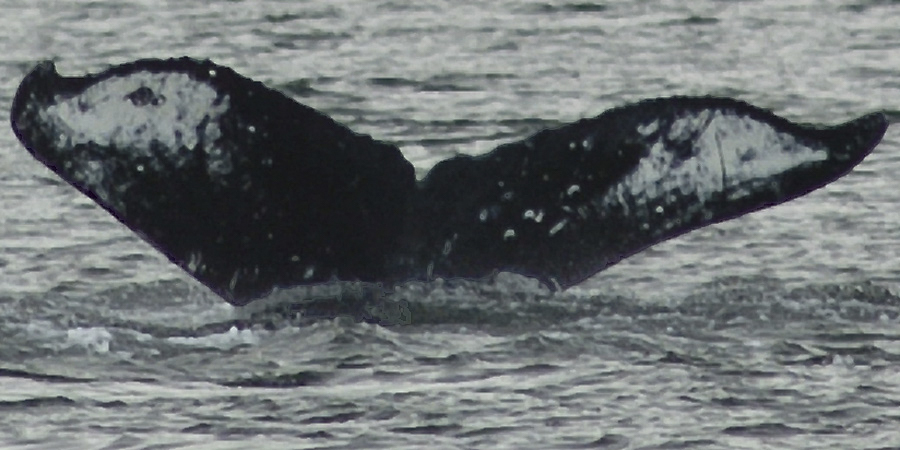 Fluke of Eyebright (FS)