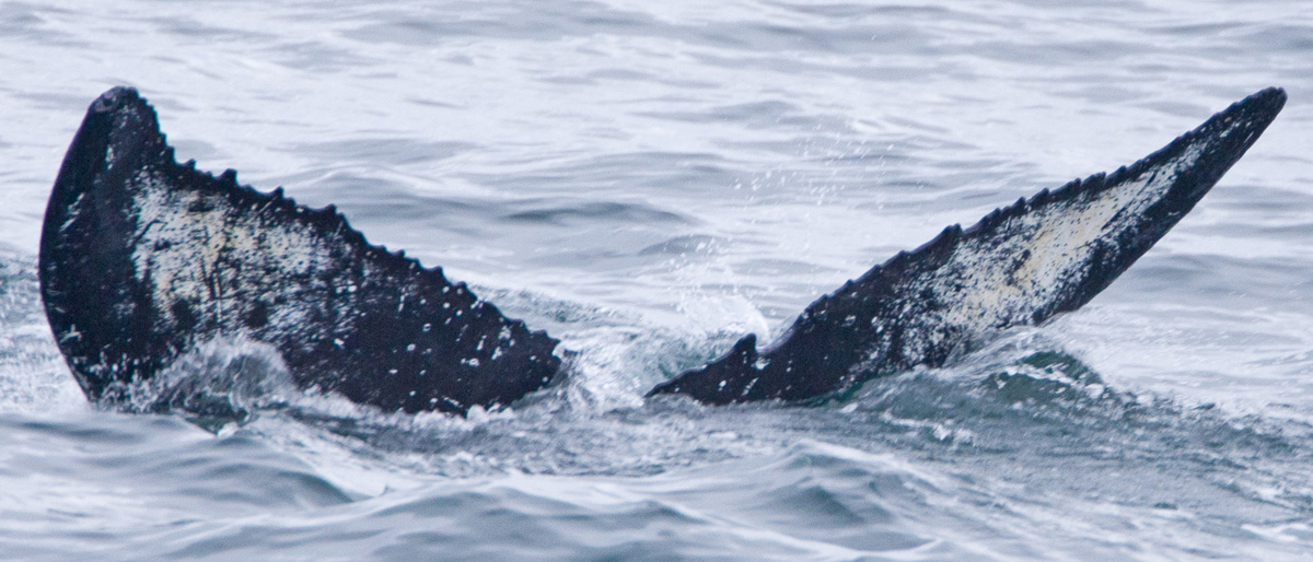 Fluke of Whetpeet (FS)