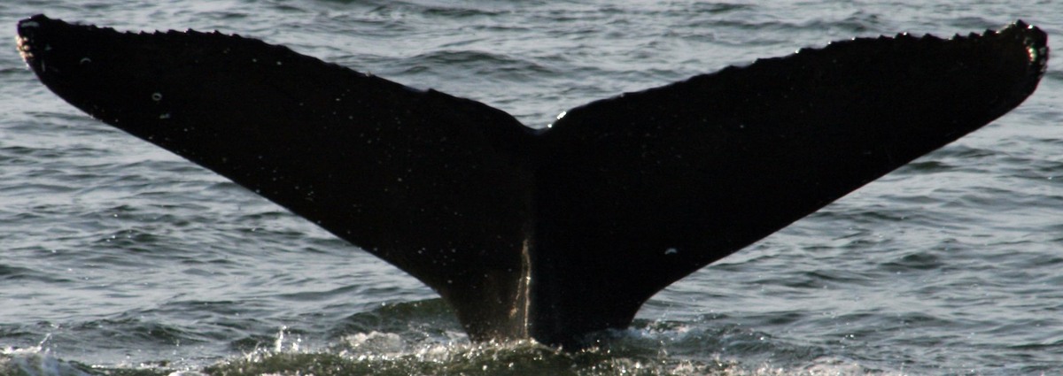 Fluke of SEAK-5107