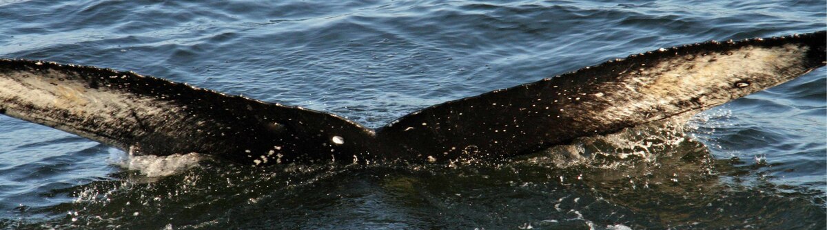 Fluke of Gilmour (Alaska)