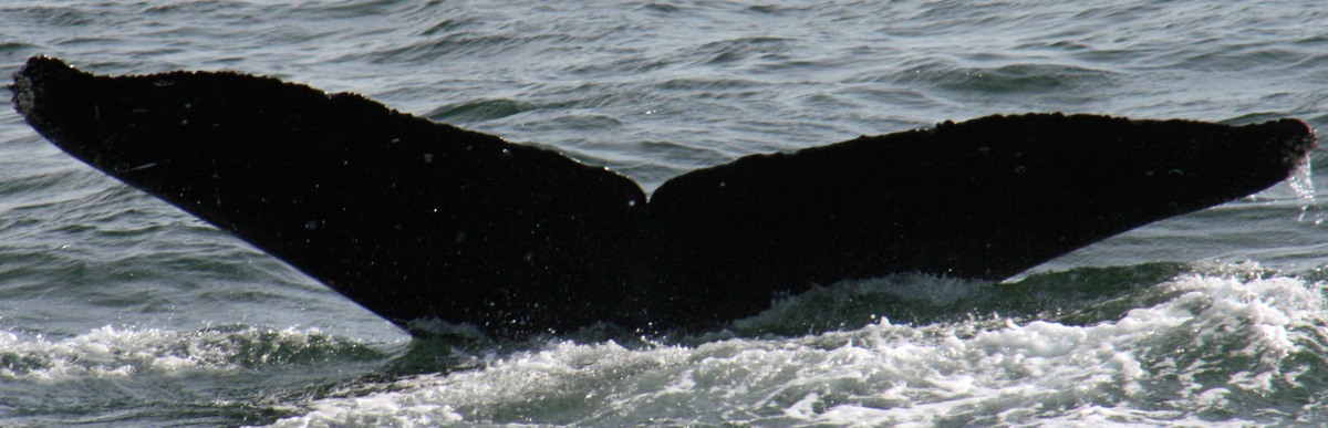 Fluke of Spasski (FS)