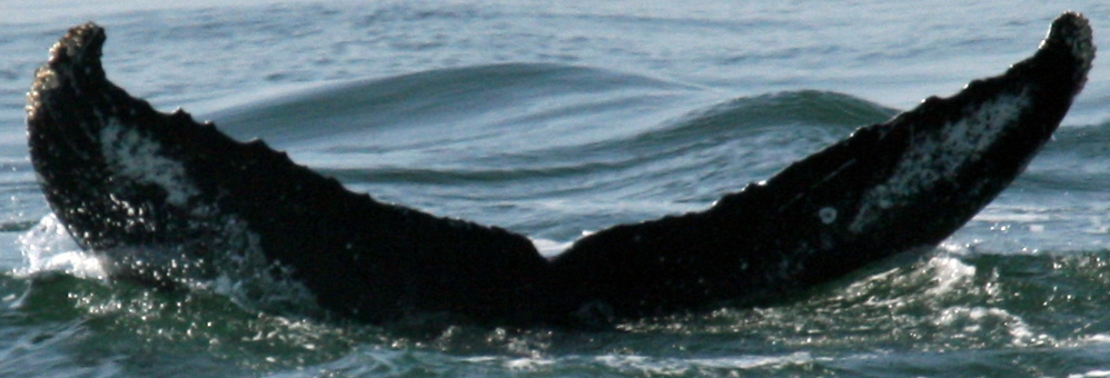 Fluke of Isaiah (BC) aka Banana (Northern BC)