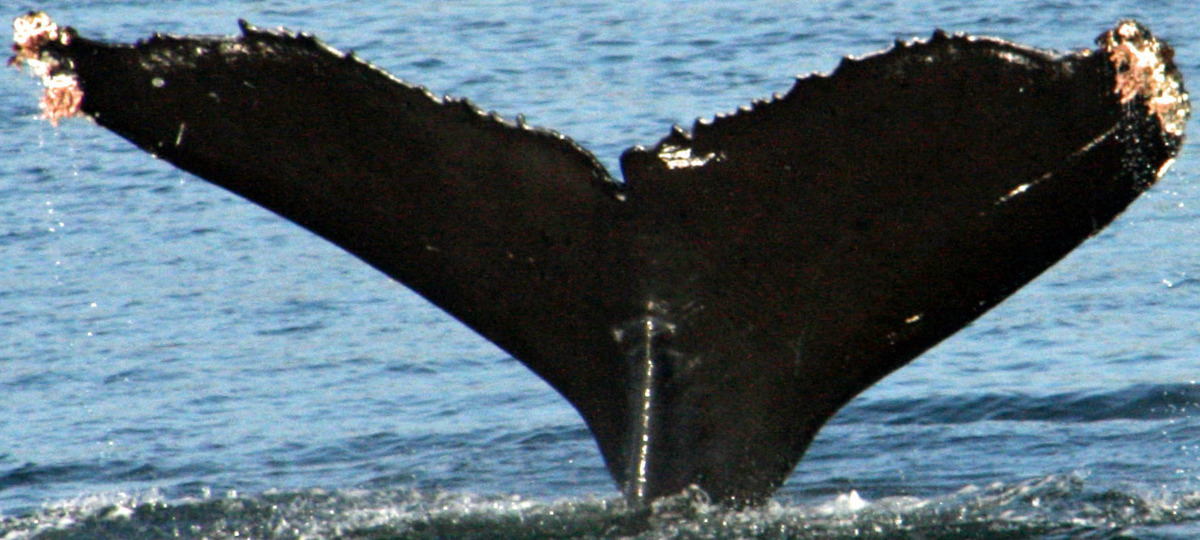 Fluke of Eupherusa  aka Gozaimasu (FS)