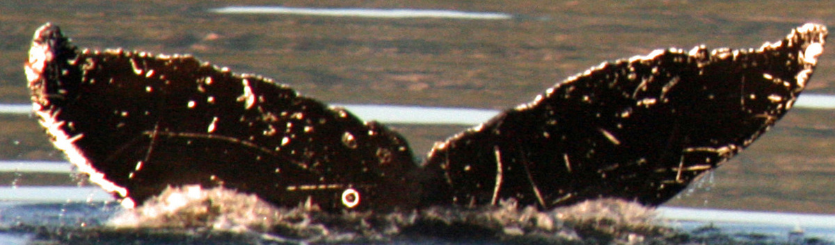 Fluke of Gerhard (SE Alaska)