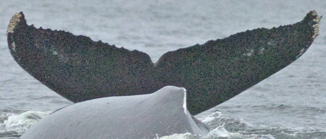 Fluke of SEAK-2248