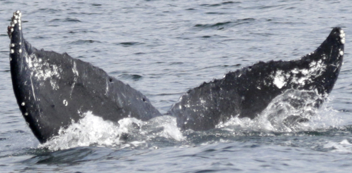 Fluke of SEAK-2389