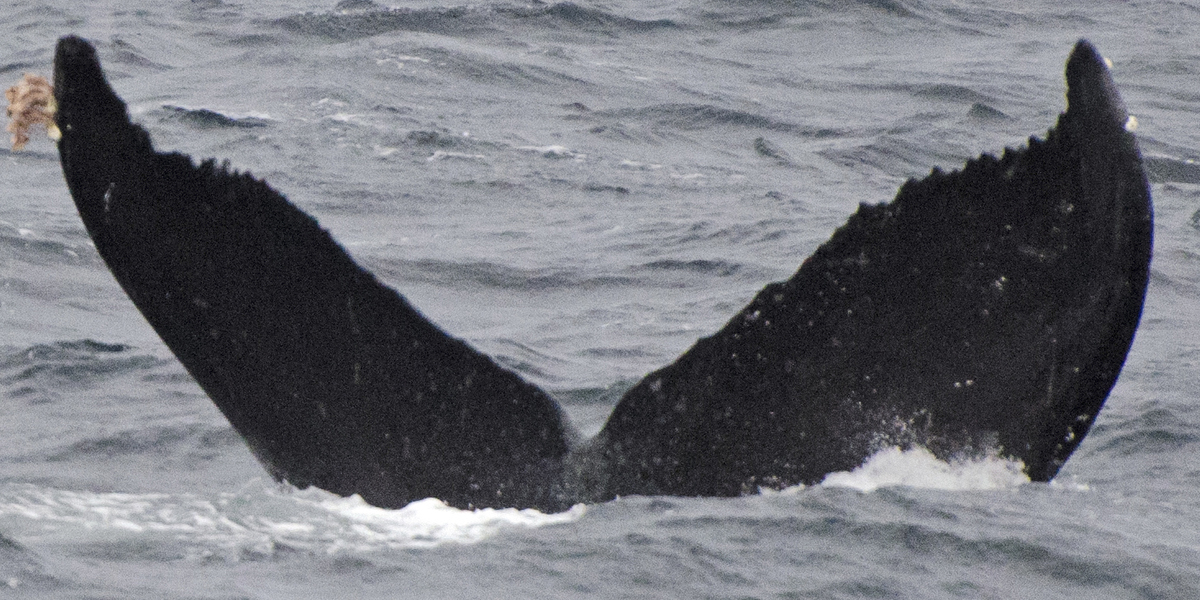 Fluke of SEAK-2533