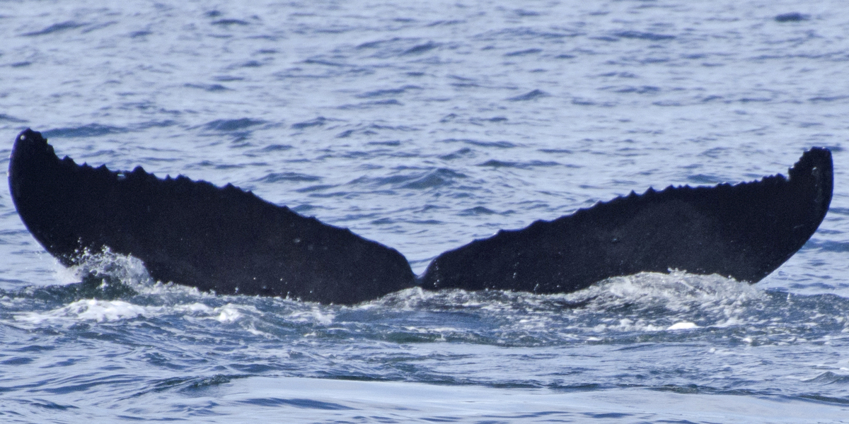 Fluke of Akala (FS)