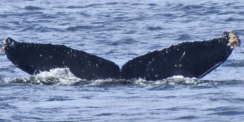 Fluke of Ululaau (FS)