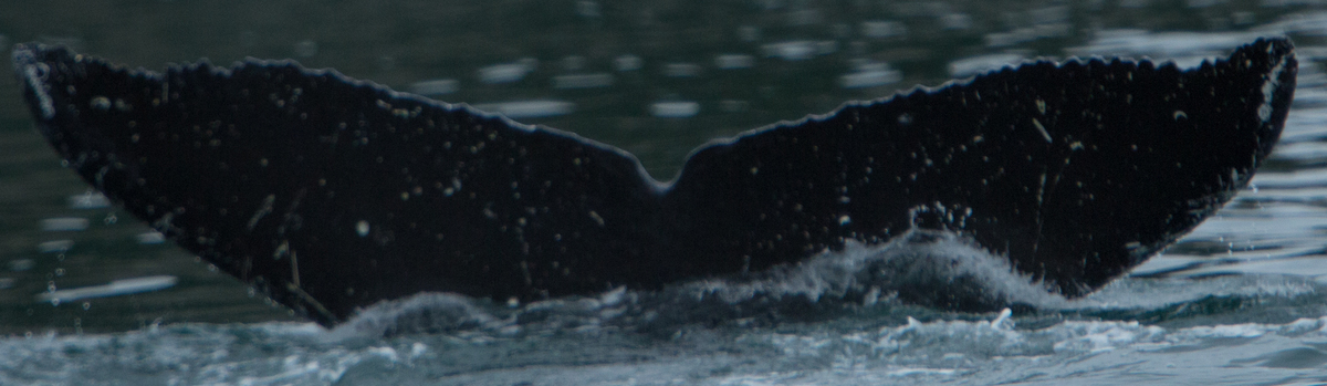 Fluke of Clay (SE Alaska)