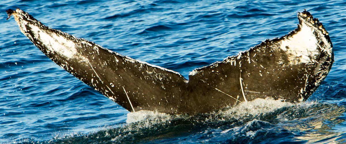 Fluke of SEAK-2310