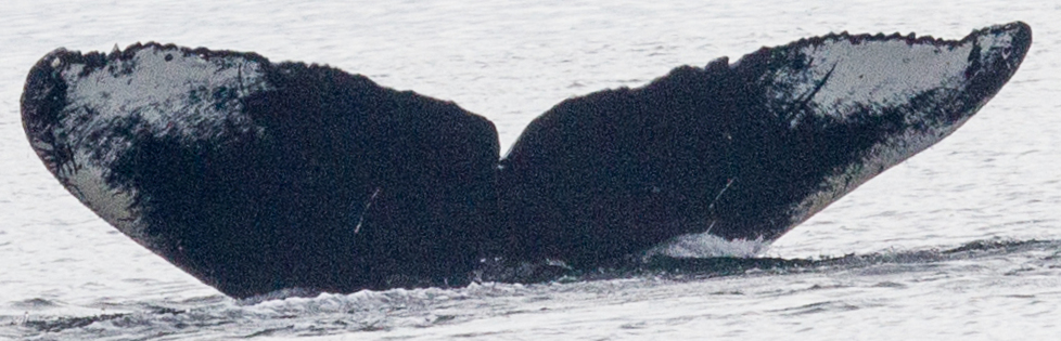 Fluke of BCY0335