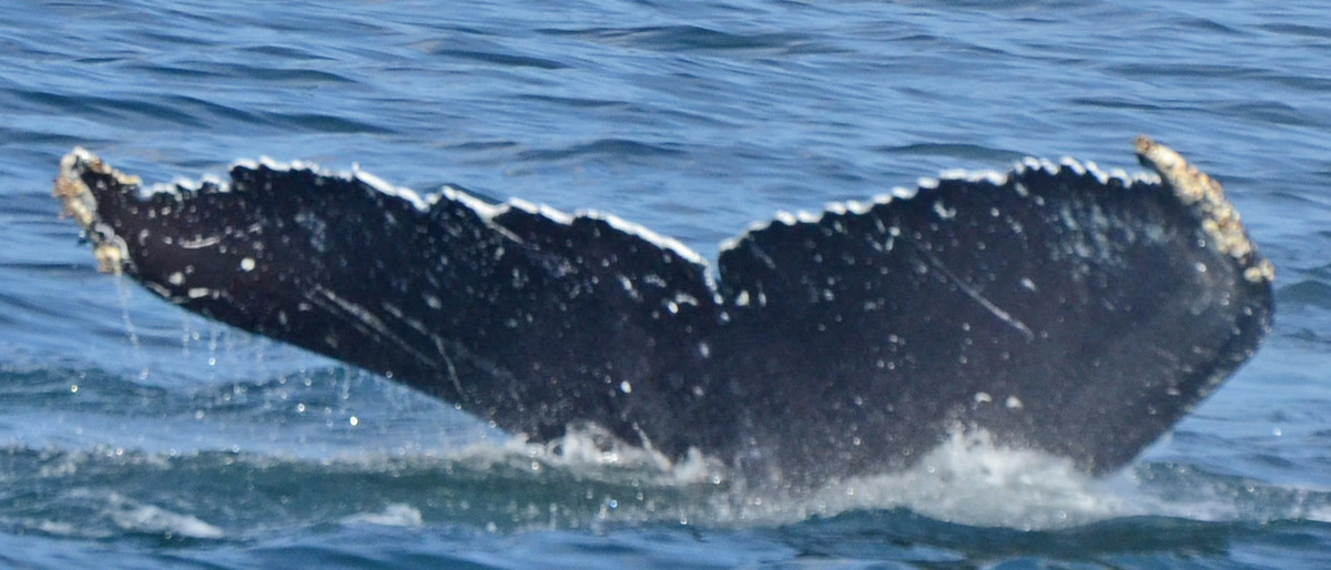 Fluke of SEAK-1264