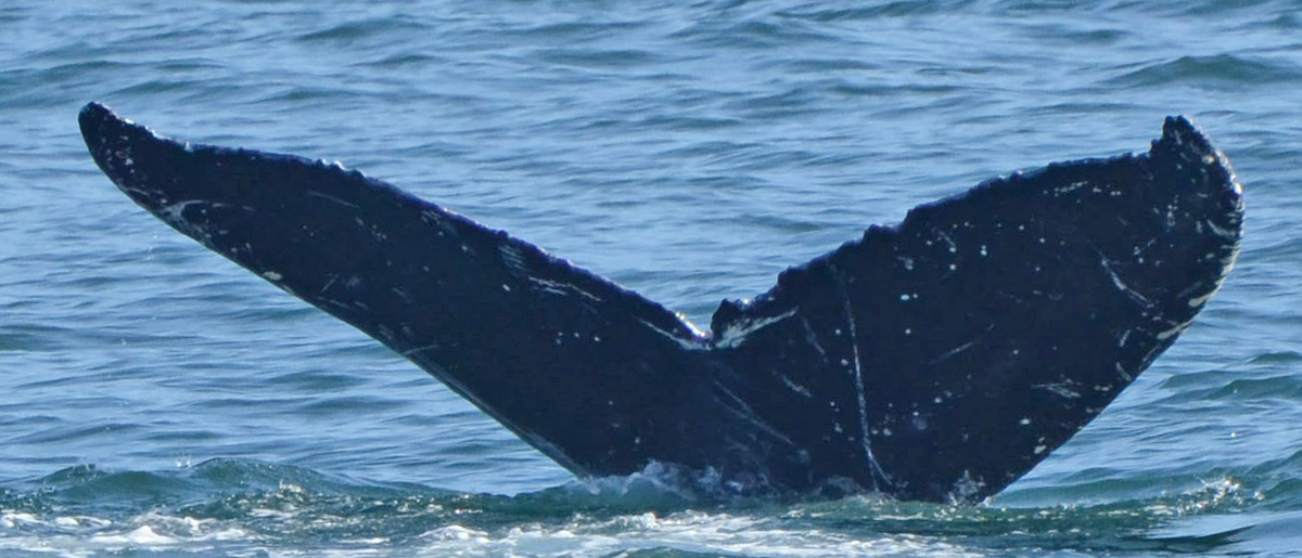 Fluke of KukuiNut (FS)
