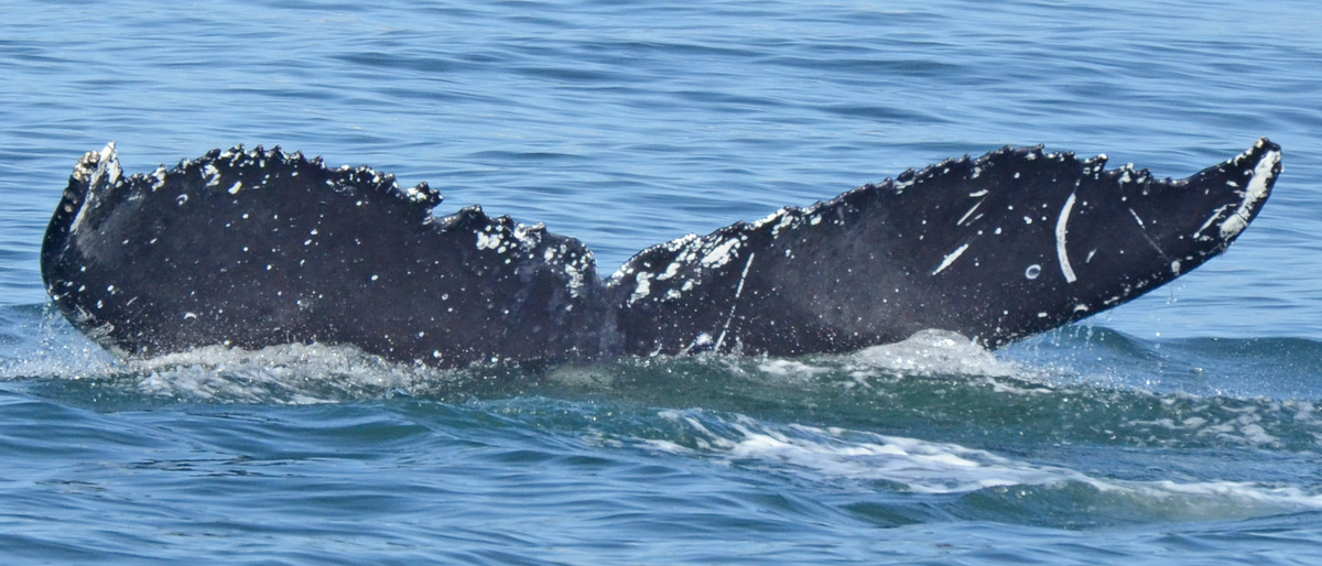 Fluke of Bracket (Northern BC)