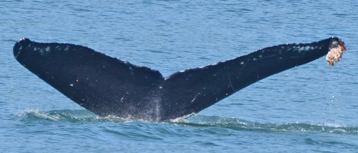 Fluke of Pōwehi (Hawai'i)