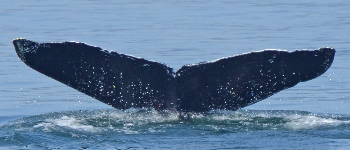 Fluke of SEAK-0341