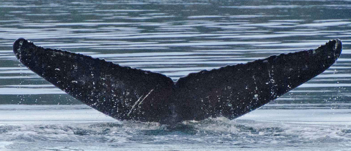 Fluke of SEAK-2452