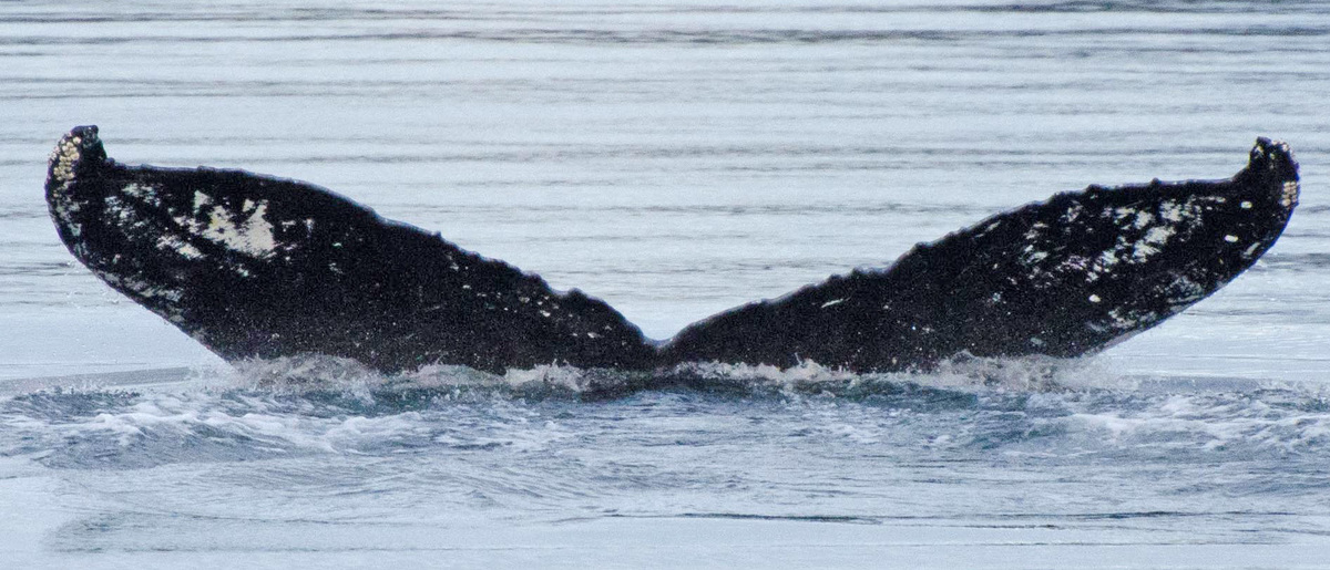 Fluke of Bejesus (FS)