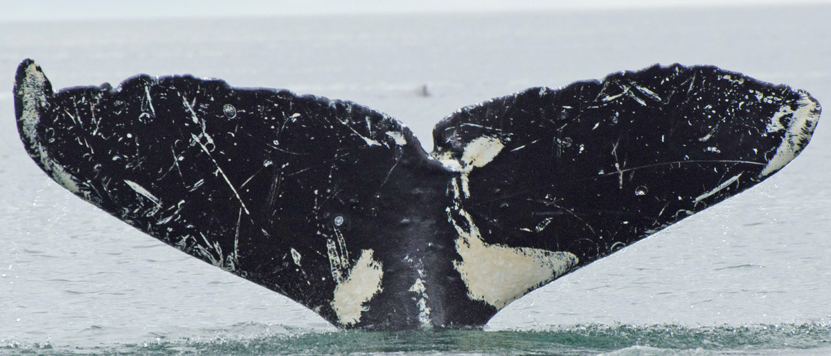 Fluke of MarbleFudge (FS) aka Pinto (Juneau)