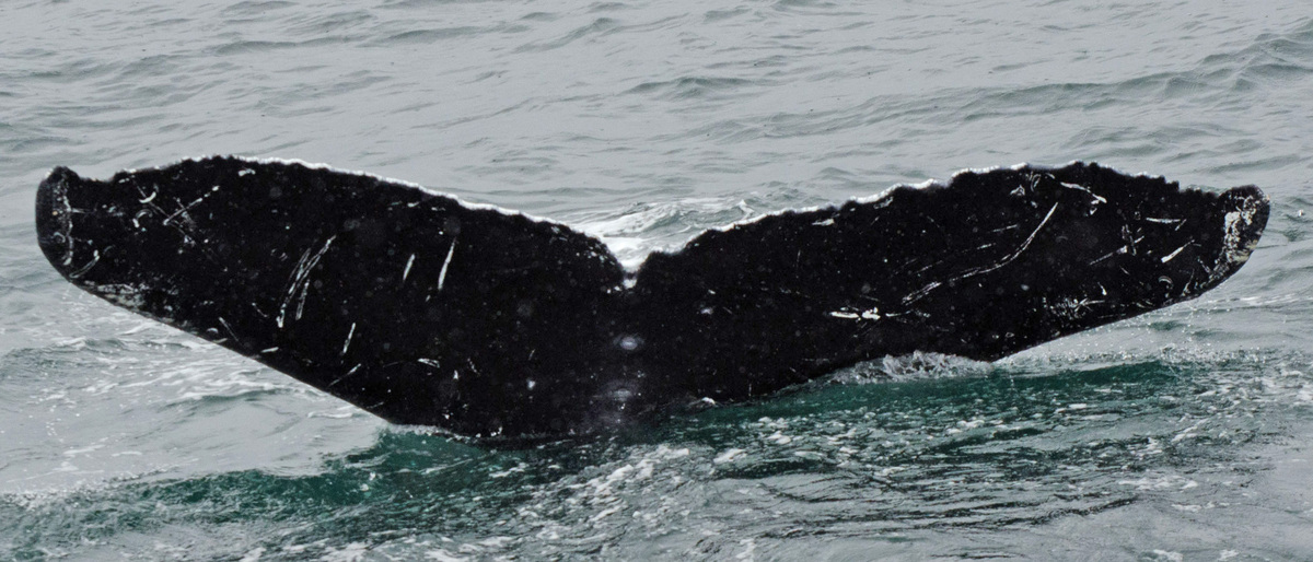 Fluke of Scamp (FS)