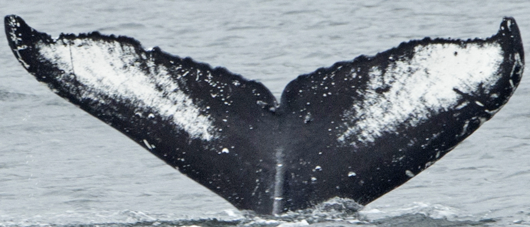 Fluke of SEAK-5303