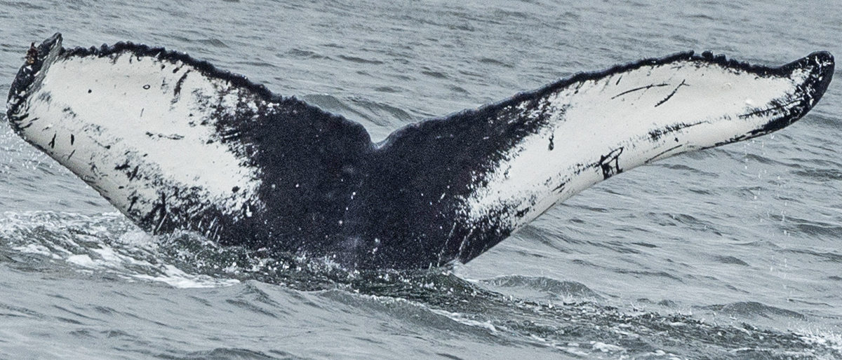 Fluke of SEAK-2445