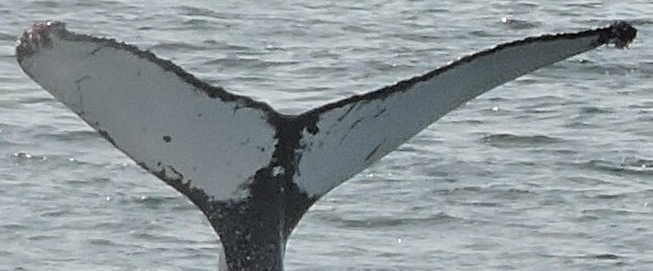 Fluke of Spirit (Alaska)