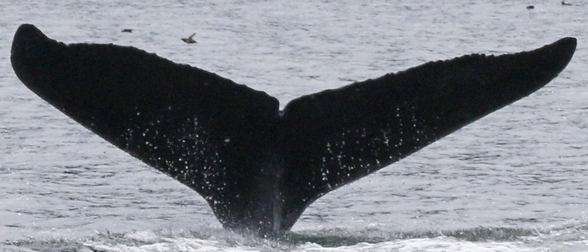 Fluke of Tenakee Turkey