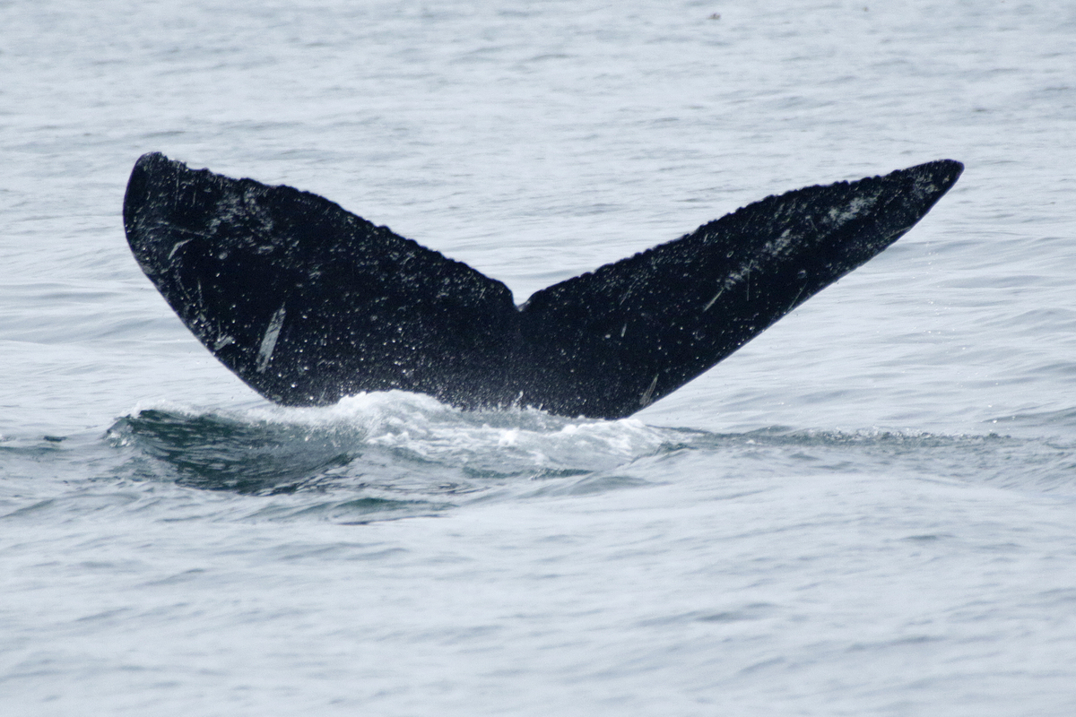 Fluke of SEAK-1298