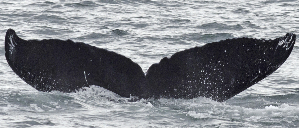 Fluke of Auggie (SE Alaska)