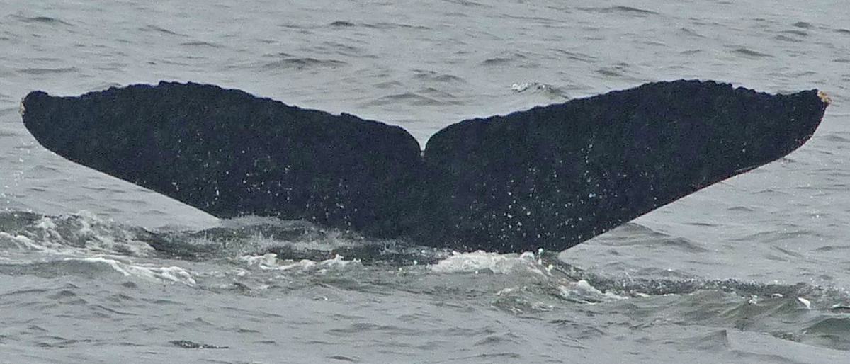 Fluke of SEAK-1456