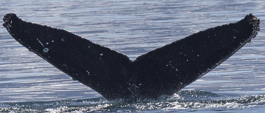 Fluke of GWAK-P355