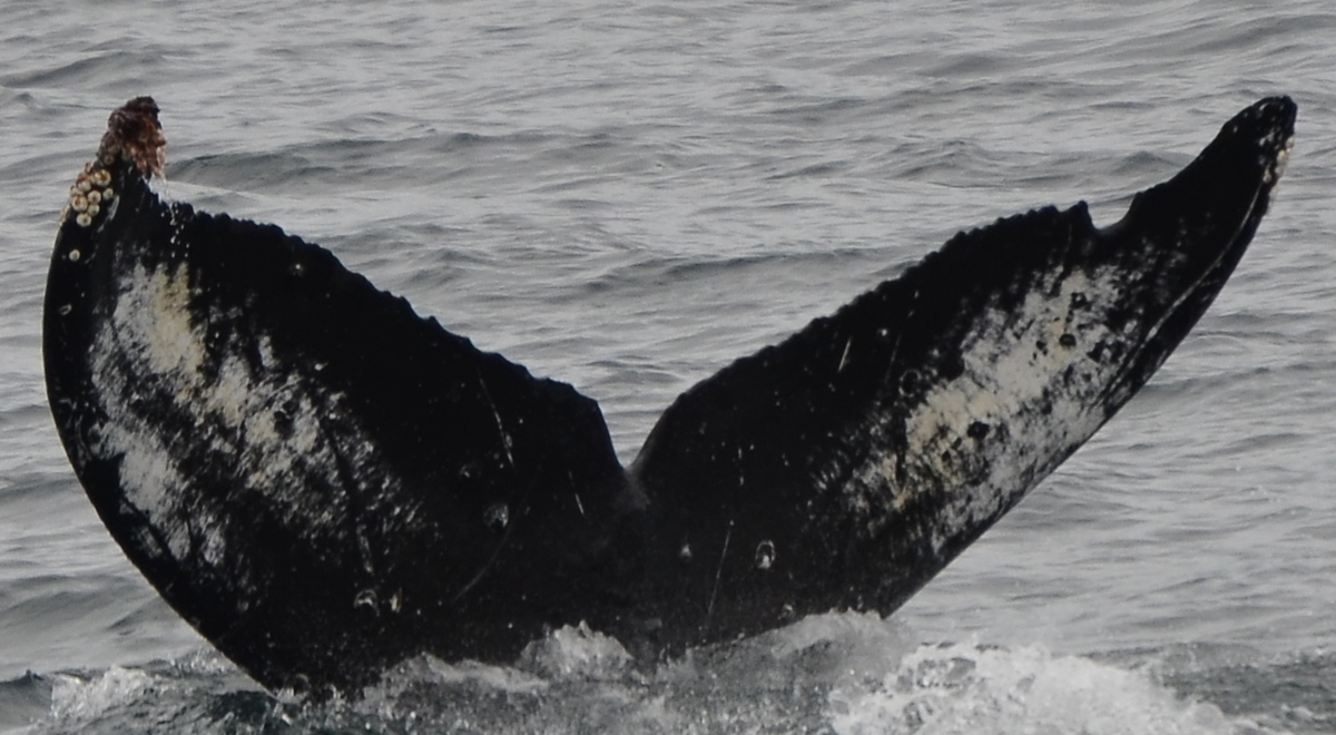 Fluke of GrayShell (Alaska)
