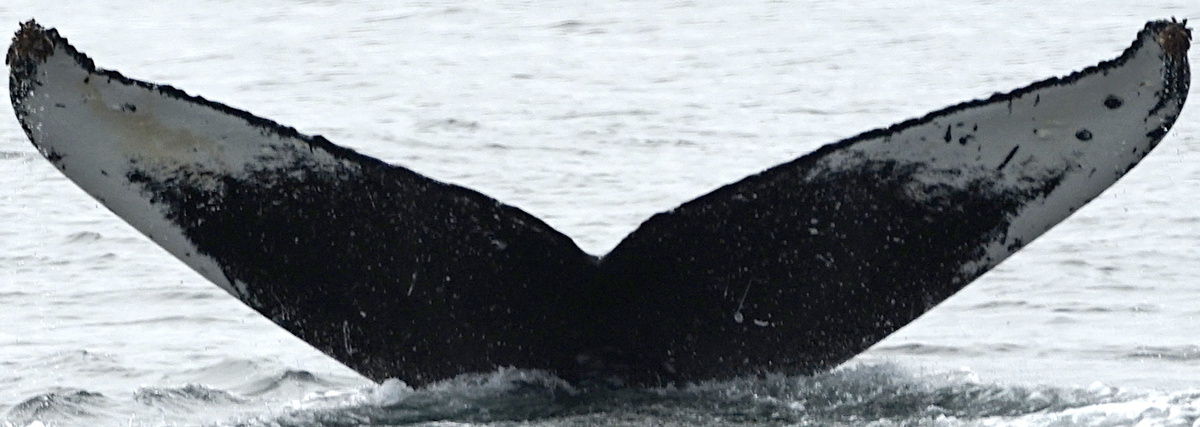 Fluke of Casper (Northern BC) aka Astrolabe (FS)