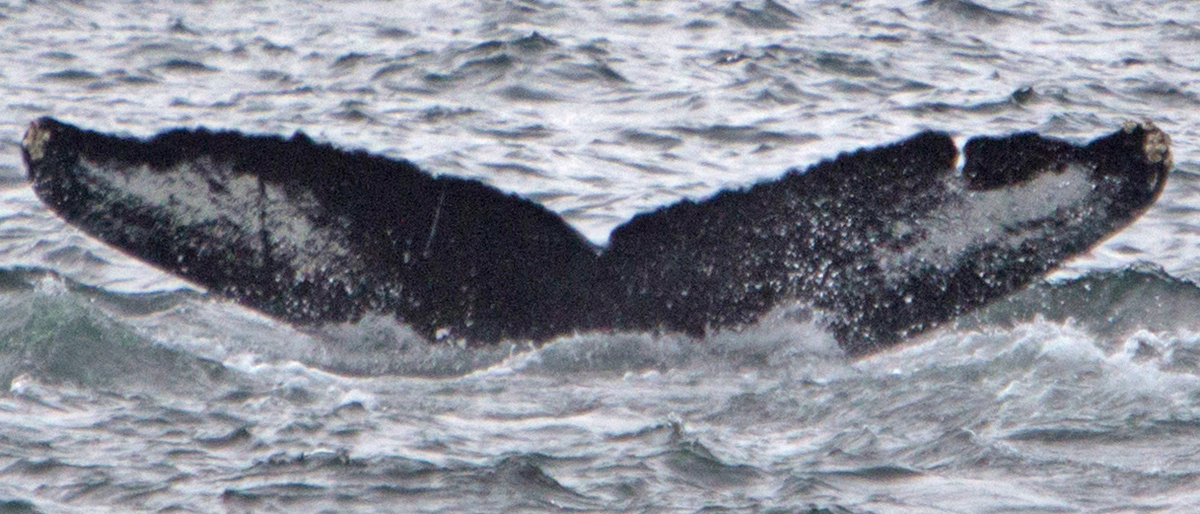 Fluke of SEAK-0939